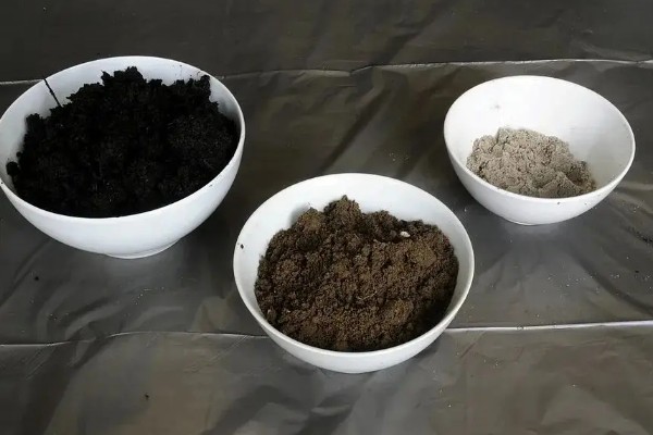 满天星会不会自行结种，花期结束后就会结出种子