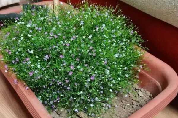 满天星会不会自行结种，花期结束后就会结出种子