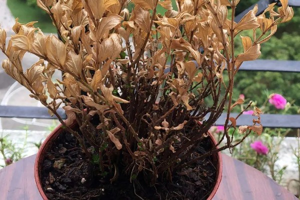 满天星会不会自行结种，花期结束后就会结出种子