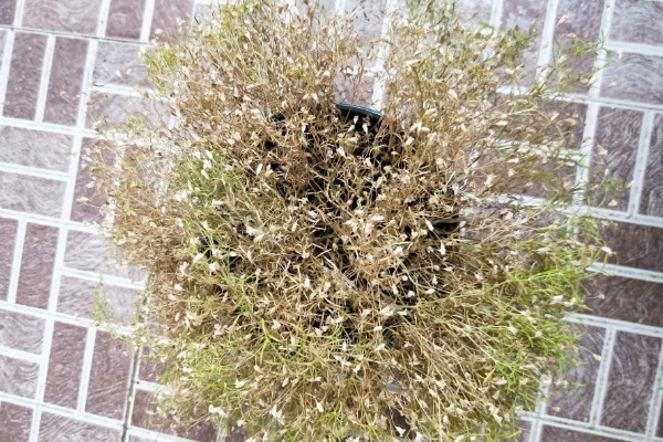 满天星会不会自行结种，花期结束后就会结出种子