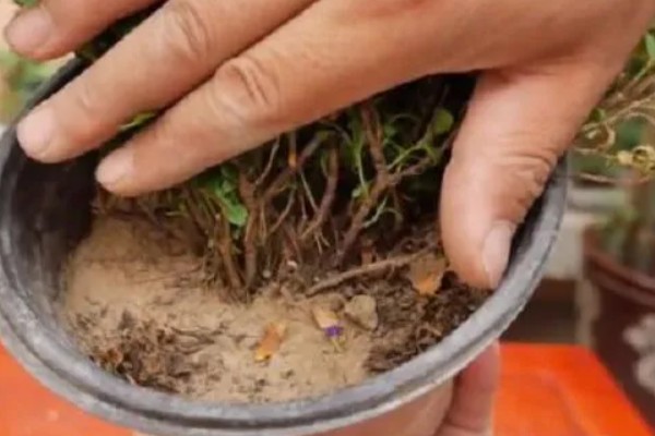 满天星会不会自行结种，花期结束后就会结出种子