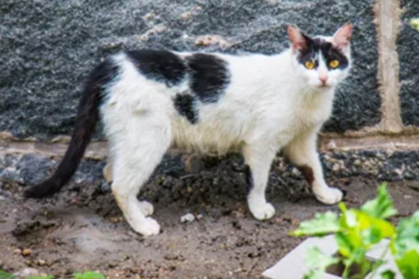 猫咪经常放屁的原因，可能是进食过快所致
