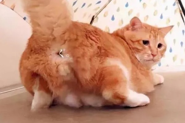 猫咪经常放屁的原因，可能是进食过快所致