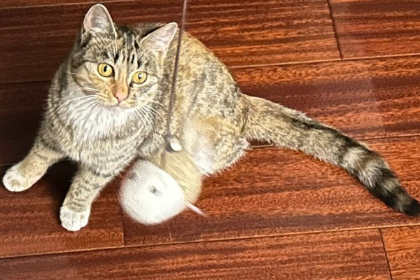 猫咪经常放屁的原因，可能是进食过快所致