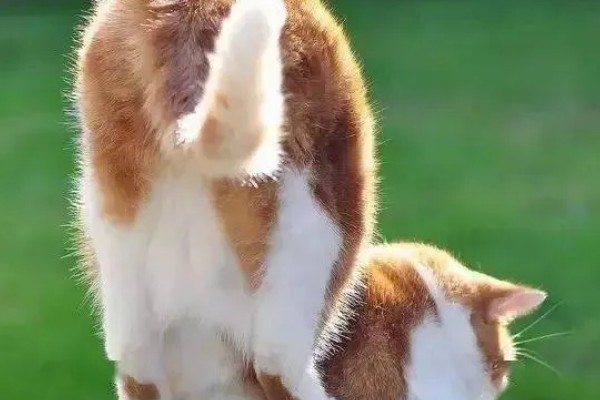 猫咪经常放屁的原因，可能是进食过快所致