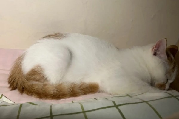 猫咪经常放屁的原因，可能是进食过快所致