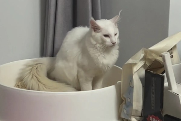 猫咪经常放屁的原因，可能是进食过快所致