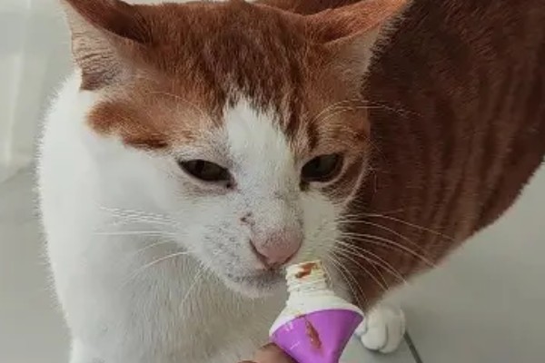 猫咪经常放屁的原因，可能是进食过快所致