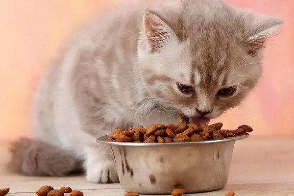 猫咪经常放屁的原因，可能是进食过快所致