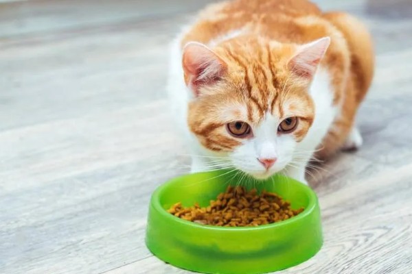 猫咪经常放屁的原因，可能是进食过快所致