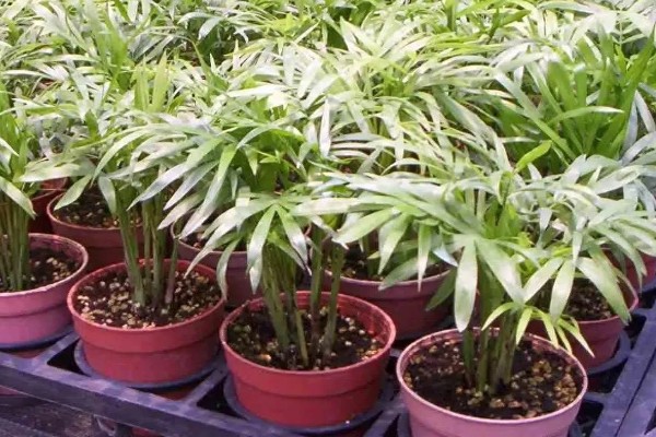春天怎么养袖珍椰子，每日将其放置在散光的环境中