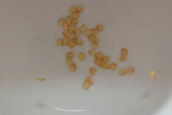 辣椒怎么育苗，放在清水种浸种8小时左右