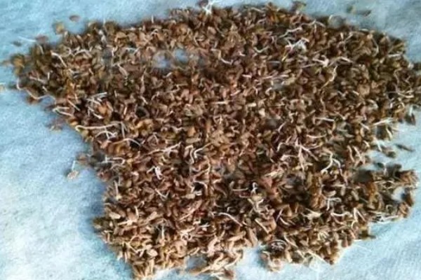 辣椒怎么育苗，放在清水种浸种8小时左右