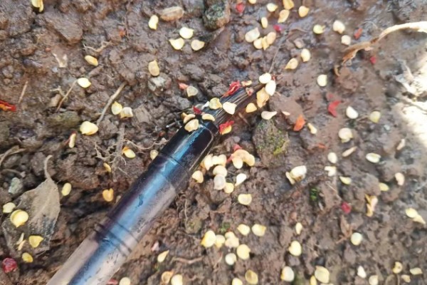 辣椒怎么育苗，放在清水种浸种8小时左右