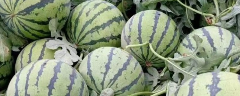 早佳8424西瓜成熟所需时间，从开花到成熟需要28-45天左右
