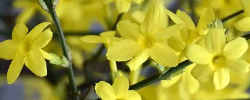 迎春花如何修剪，生长期进行打顶摘心