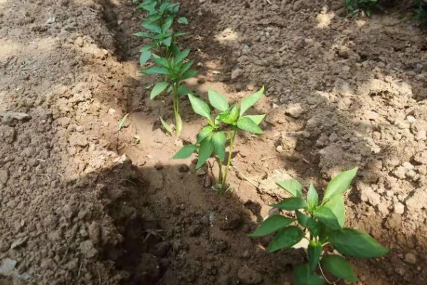 辣椒怎么育苗，放在清水种浸种8小时左右
