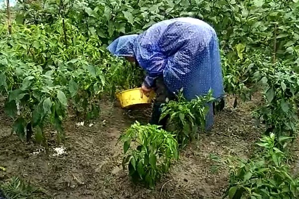 辣椒怎么育苗，放在清水种浸种8小时左右