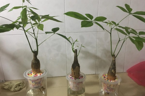 发财树水培养殖方法,要定期换水