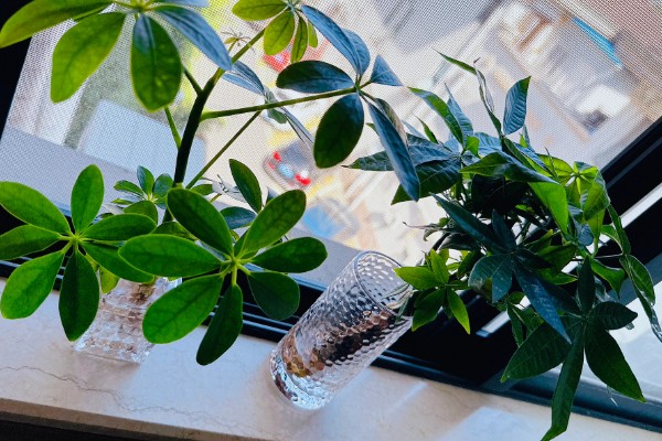 发财树水培养殖方法,要定期换水