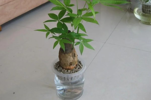 发财树水培养殖方法,要定期换水