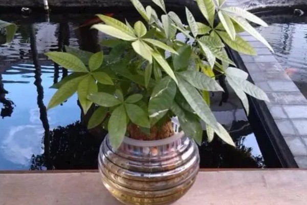 发财树水培养殖方法,要定期换水