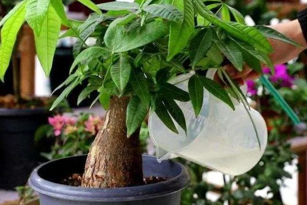 发财树水培养殖方法,要定期换水