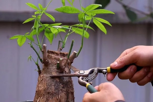 发财树水培养殖方法,要定期换水