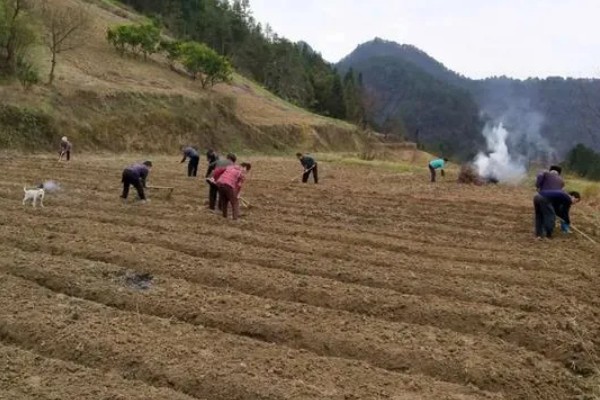 辣椒怎么育苗，放在清水种浸种8小时左右