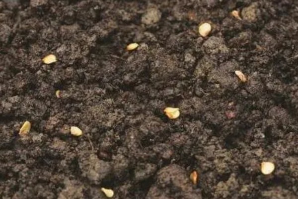 辣椒怎么育苗，放在清水种浸种8小时左右