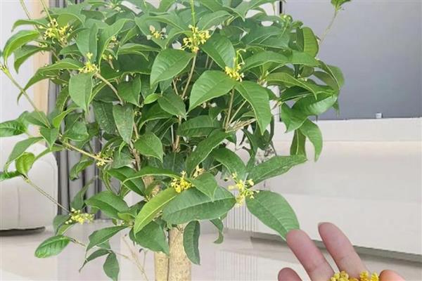 桂花能养在室内吗，桂花能养殖在室内