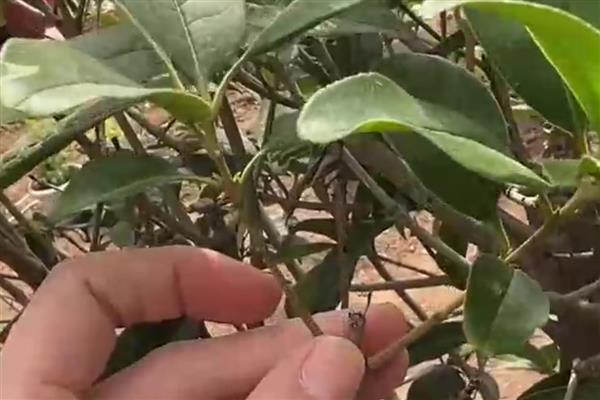 桂花能养在室内吗，桂花能养殖在室内