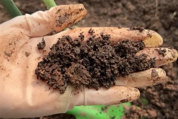 桑蝶之舞多肉的养殖方法，在生长期和花期需要一定量肥料