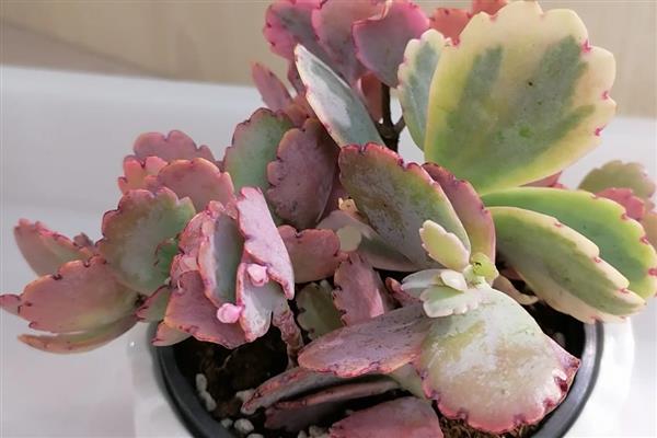 桑蝶之舞多肉的养殖方法，在生长期和花期需要一定量肥料