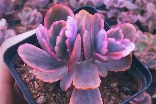 桑蝶之舞多肉的养殖方法，在生长期和花期需要一定量肥料