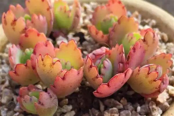 桑蝶之舞多肉的养殖方法，在生长期和花期需要一定量肥料