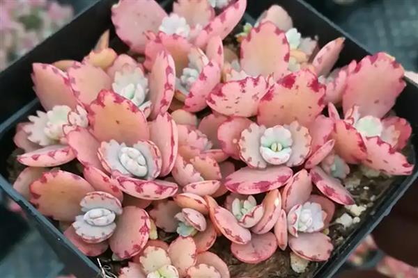 桑蝶之舞多肉的养殖方法，在生长期和花期需要一定量肥料