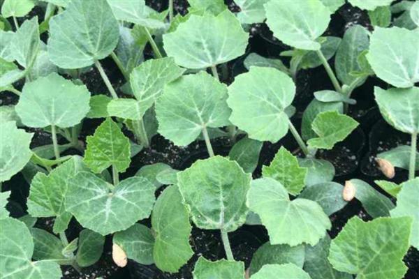 香芋南瓜苗什么时候采收,雌花开放后一个月左右可采收