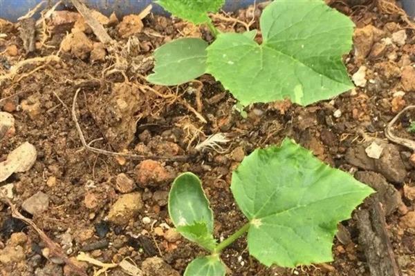 香芋南瓜苗什么时候采收,雌花开放后一个月左右可采收