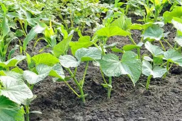香芋南瓜苗什么时候采收,雌花开放后一个月左右可采收