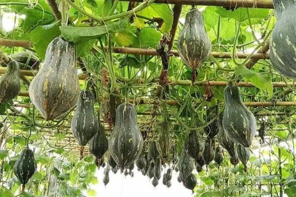 香芋南瓜苗什么时候采收,雌花开放后一个月左右可采收