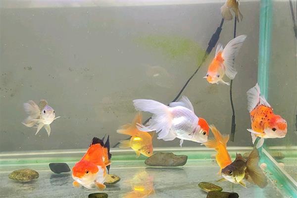 金鱼用不用打氧，养殖密度大则需要打氧