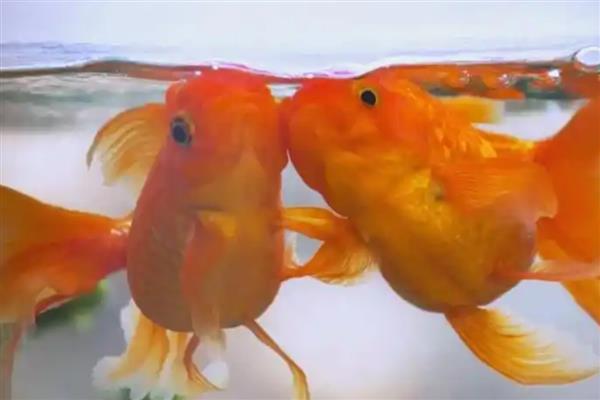 金鱼用不用打氧，养殖密度大则需要打氧