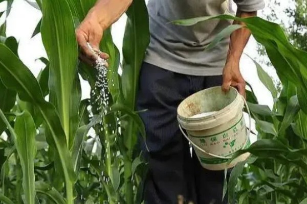 玉米追肥方法，7-9叶时穴施速效氮肥