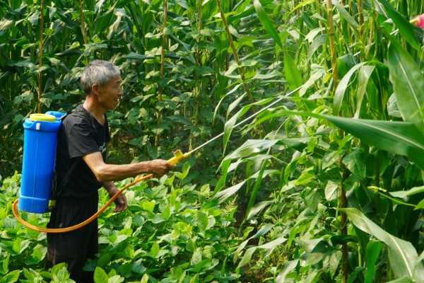 玉米追肥方法，7-9叶时穴施速效氮肥