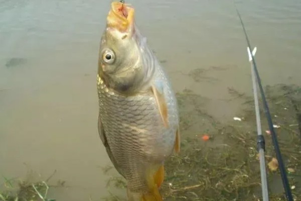 什么天气钓鲤鱼好钓，15到30℃钓为佳