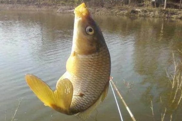 什么天气钓鲤鱼好钓，15到30℃钓为佳