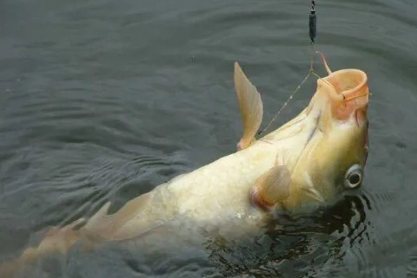 什么天气钓鲤鱼好钓，15到30℃钓为佳