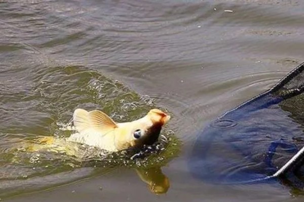 什么天气钓鲤鱼好钓，15到30℃钓为佳