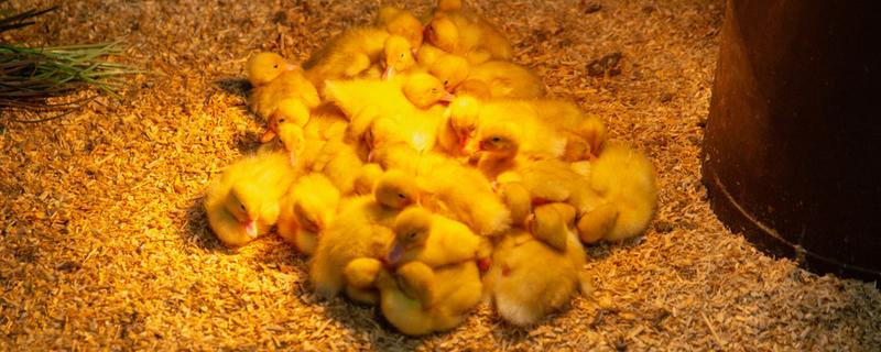 小鸭子出壳后要保温多久，需保温20多天才可脱温